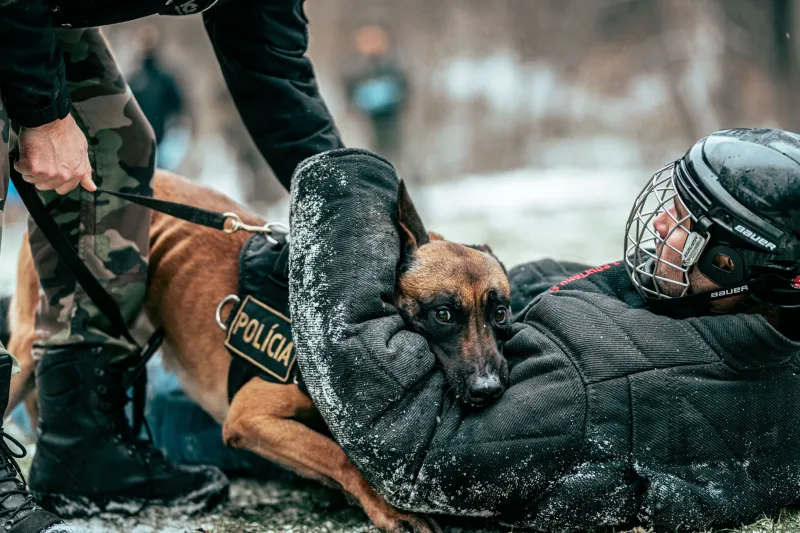 Four Paws Forward: How Montana's K-9 Units Are Filling Critical Gaps in Public Safety